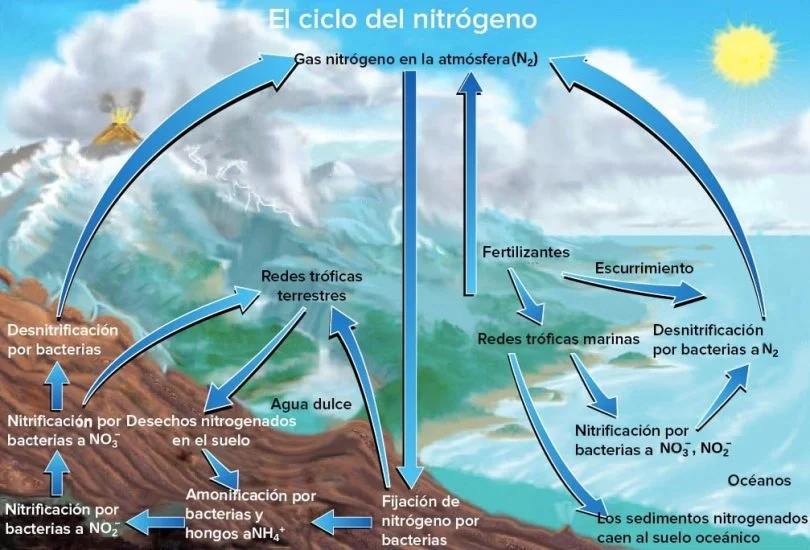 Esquema que representa el ciclo del nitrógeno en ecosistemas terrestres y marinos.
